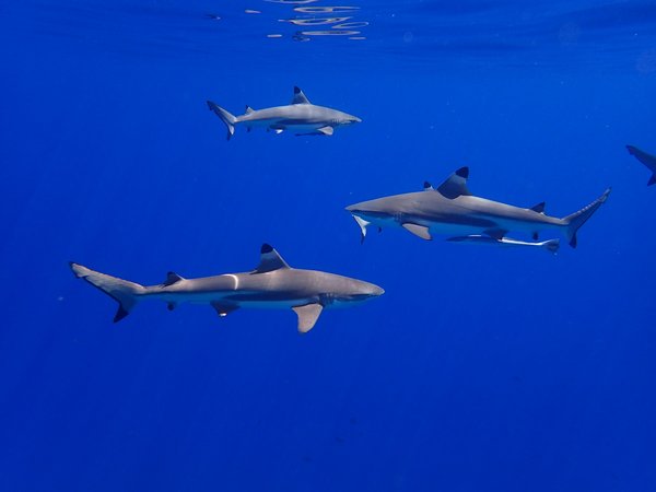Quels sont les meilleurs spots pour une plongée avec les requins en Afrique du Sud?