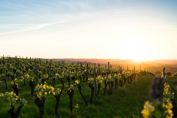 Comment organiser une visite des vignobles de Bordeaux en France?